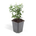 24x Euonymus fortunei radicans - ↕10-25cm - Ø9cm Bild 2