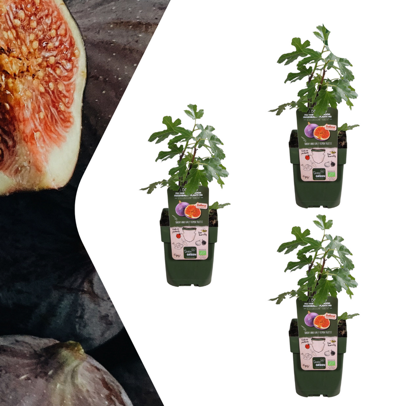 3x Organic Fig Trees (Ficus carica), 13 cm diameter, 20-25 cm high