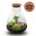 'LOVE MOM' Terrarium Sam + gravierter Kork mit Licht - Flaschengarten DIY Set - Ø 24.5 cm ↑ 30 cm - Muttertag Bild 1
