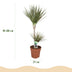 Dracaena Marginata Bicolor - Drachenbaum (90-100cm, Topf 21cm) Bild 3