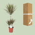 Dracaena Bicolor - Dragon Tree (Ø21cm, 95cm) Bild 4