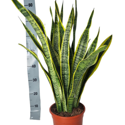 Sansevieria Laurentii (Bogenhanf) - ca. 90cm, luftreinigend