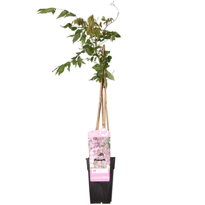Wisteria floribunda 'Rosea' - Rosafarbene Glyzinie (Ø15cm, ↕65cm)