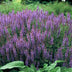 6x Salvia nem. 'Caradonna' - Stauden - 10-25cm Bild 5