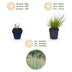 Green boutiQ - Gräser - Panicum virg. Northwind - Prairiegras - Mit Blüte - Grün - 1 Pflanze - Topf 11cm - Höhe 15-25cm Bild 4