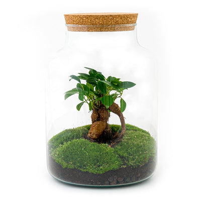 Flaschengarten DIY-Set: Bonsai, Moos & alles für Ihr Mini-Biotop