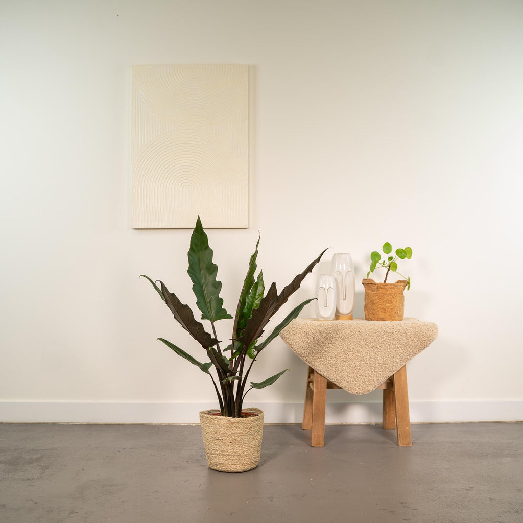 Alocasia Lauterbachiana - Ø19cm - ↕80cm + Korb Selin