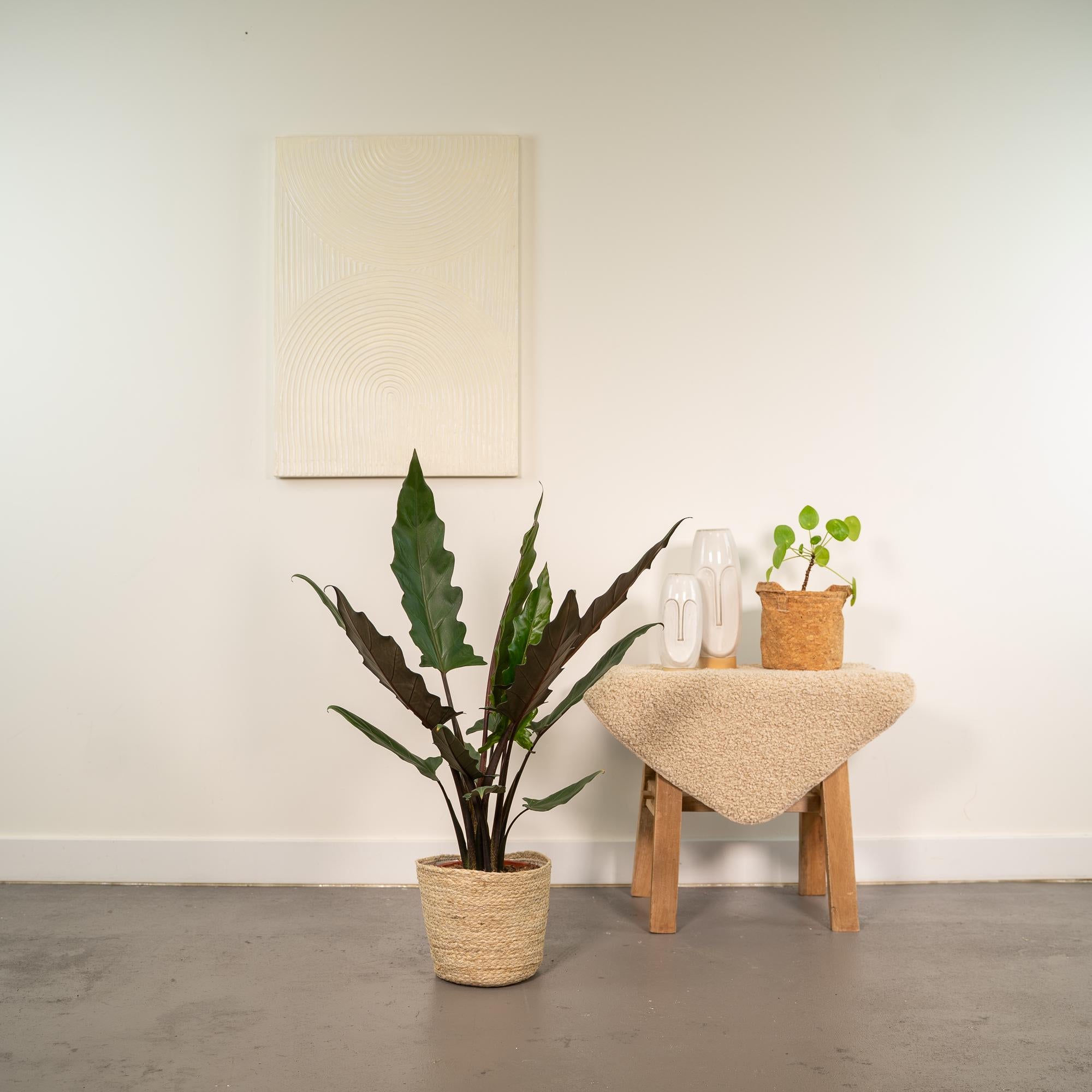 Alocasia Lauterbachiana - Ø19cm - ↕80cm + Korb Selin