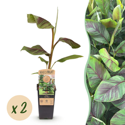 GreenboutiQ Japanische Faserbanane 'Musa Ever Red' - 2 Pflanzen