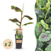 GreenboutiQ Japanische Faserbanane 'Musa Ever Red' - 2 Pflanzen Bild 1