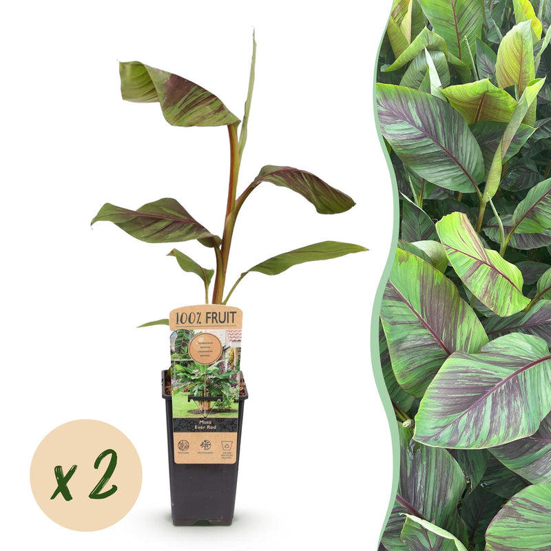 GreenboutiQ Japanische Faserbanane 'Musa Ever Red' - 2 Pflanzen