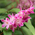 Deutzia hybrida 'Strawberry Fields' - Rosa Blüte, pflegeleicht Bild 4