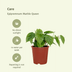2x Philodendron Scandens Heartleaf Plant, 5cm Pot Ø12cm Bild 3