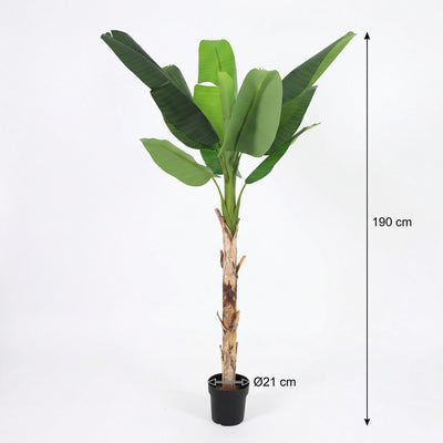 Künstliche Bananenpflanze Musa (190 cm) - Tropisches Flair ohne Pflege