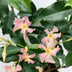 2x Trachelospermum 'Star of Ibiza' - Sternjasmin, 65cm, Ø15 Bild 5
