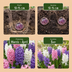 20x Hyacinthus Pastel mix - Pastel mix hyacinth - Pastel - Spring bloomer - Bulb size 14/15 Bild 2