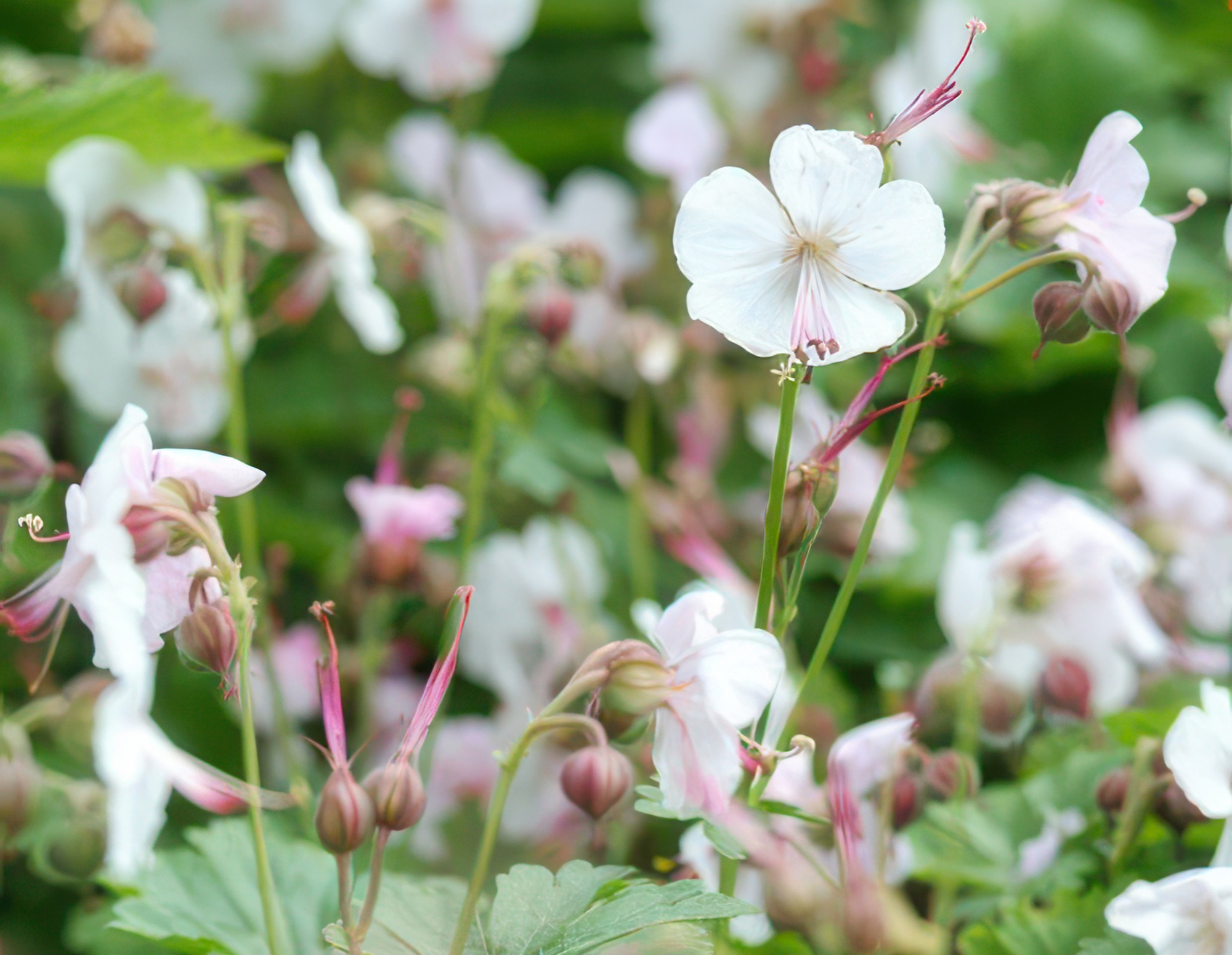 Geranium cantabrigiense 'Biokovo' (12er Pack, 10-25cm, Ø9cm)