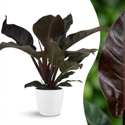 Philodendron Imperial Red - Rote Zimmerpflanze mit weißem Topf, 60cm