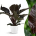 Philodendron Imperial Red - Red Houseplant with White Pot, 60cm Bild 1