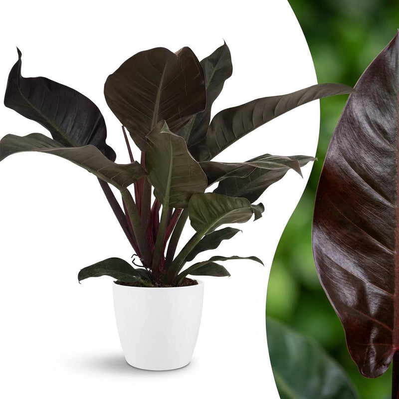 Philodendron Imperial Red - Red Houseplant with White Pot, 60cm
