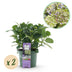 2x Hydrangea Magical Jewel Blue, 55cm height, 23cm pot Bild 1
