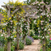 3x Jasminum Tricolour Kletterpflanze (Ø9cm, ↕35cm) Bild 4