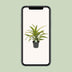 Dracaena Fragrans Lemon Lime Drachenbaum - Zimmerpflanze 40cm Bild 5