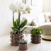 Kolibri Combi-Deal: 3 Braun Cotton Cachepots 6-12cm for Orchids Bild 4