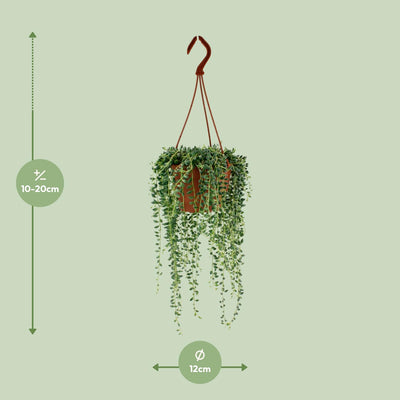 Senecio Herreianus (Perlenschnur) im 12cm Topf – Hängende Sukkulente