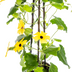 4x Thunbergia alata Sunny Susy Gelb Ø13cm, Kletterpflanze, 60cm Bild 3
