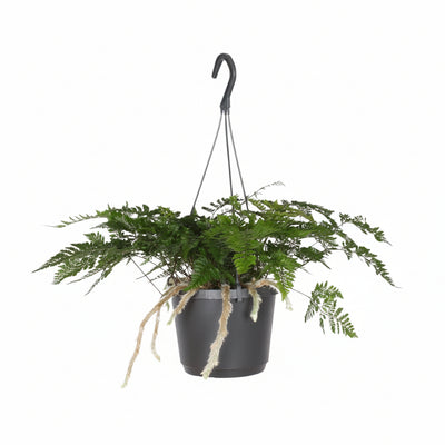 Davallia Bullata (Hasenfußfarn) – Ø17cm, ↕30cm – Einzigartiger Zimmerfarn