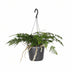 Davallia Bullata (Hare's Foot Fern) – Ø17cm, ↕30cm – Unique Indoor Fern Bild 1