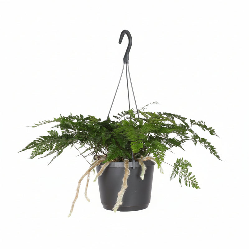 Davallia Bullata (Hare's Foot Fern) – Ø17cm, ↕30cm – Unique Indoor Fern