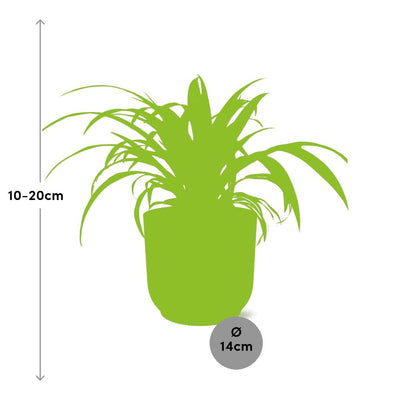 Chlorophytum Comosum Variegatum in Topf ELHO Vibes Fold 14cm gelb