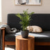 Parlor Palm Chamaedorea elegans, Pet-friendly, Pot 12cm, H 15cm Bild 5