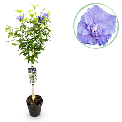 Hibiskus Blue Chiffon® Stamm 90cm, pflegeleicht, für Balkon