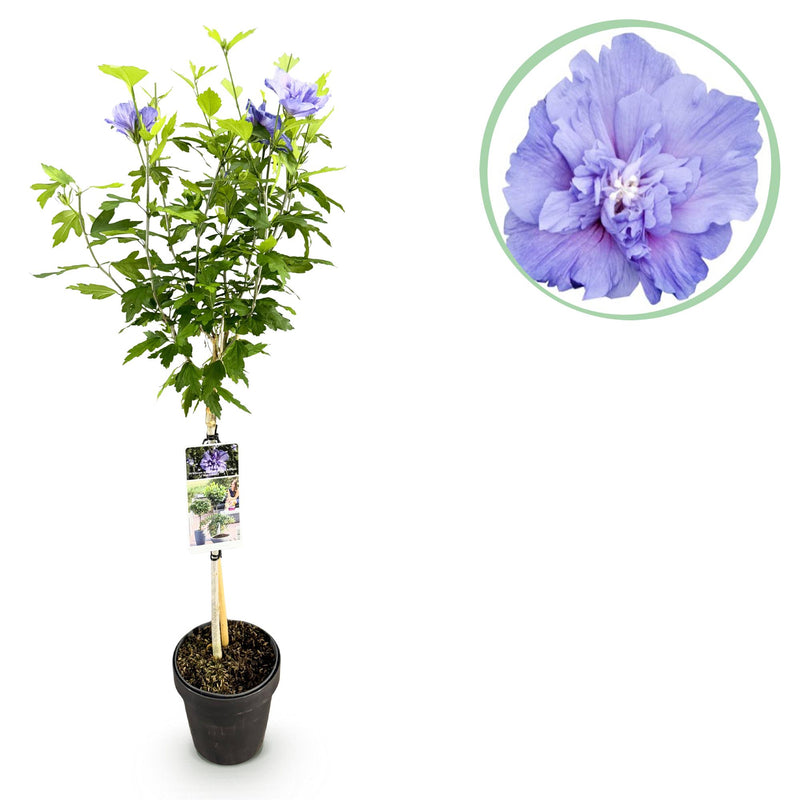 Hibiskus Blue Chiffon® Stamm 90cm, pflegeleicht, für Balkon