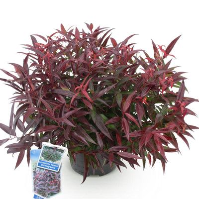 GreenboutiQ - Garden Plant - Leucothoe Burning Love - Red - 1 Plant - Evergreen - Low Maintenance - Pot 17cm Height 45cm
