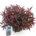 GreenboutiQ - Gartenpflanze - Leucothoe Burning Love - Rot - 1 Pflanze - Immergrün - Wenig Pflege - Topf 17cm Höhe 45cm Bild 2