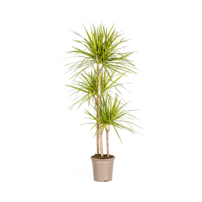 Dracaena Marginata Sunray Ø24cm - 130-150cm