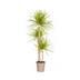Dracaena Marginata Sunray Ø24cm - 130-150cm Bild 1