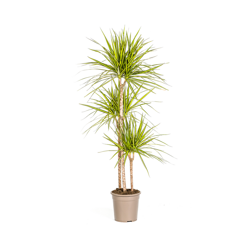 Dracaena Marginata Sunray Ø24cm - 130-150cm