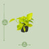 Golden Pothos Epipremnum aureum: easy-care & air-purifying Bild 2