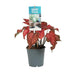 Caladium Rood - Engel Flügel - Topf Ø12cm - Höhe ca. 35cm Bild 1