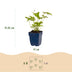 Green boutiQ - Perennial - Anemone hybr. Hon. Jobert - Autumn Anemone - Shade - White - 12 Plants - Pot 11cm - Height 15-25cm Bild 7