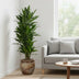 Dracaena Janet Craig verzweigt – 110 cm – Ø27 – Pflegeleichte Zimmerpflanze Bild 3