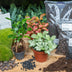 DIY Pflanzen-Terrarium Starterpaket mit Ficus Ginseng Bonsai Bild 5