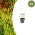 6x Sanguisorba 'Tanna' Perennials - 10-25cm, Ø9cm Bild 1