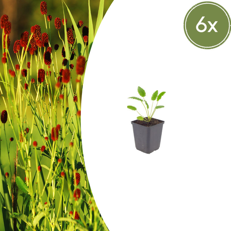 6x Sanguisorba 'Tanna' Perennials - 10-25cm, Ø9cm