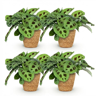 Green BoutiQ 4x Maranta Fascinator Zebrapflanze mit Korb, 12cm Topf